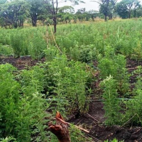 Lumata : lorsque le site de production de l'Artemisia AFRA attire